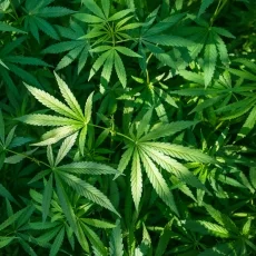 Imagen informativa sobre Marihuana